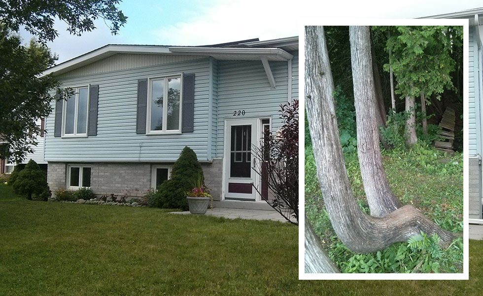 Blue house with inset photo of tree shaped like a giraffe