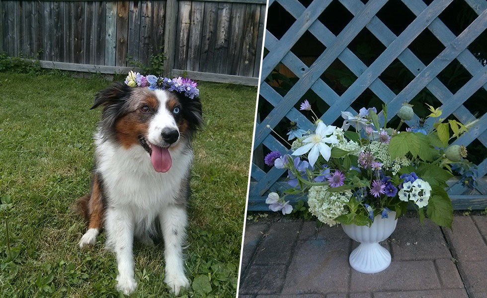 A dog with a floral crown and a arrangement of purple flowers in a milk glass footed vase