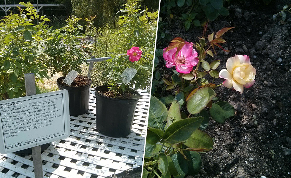 Left: Rosh bush in pot with a single bright pink bloom beside a sign describing the variety; Right: Two blooms of bi-colour roses with bright pink and peachy, yellow shades