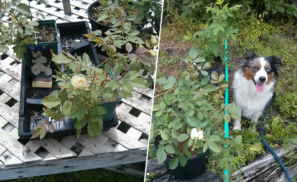Left: small white rose bush in pot; Right: small dog beside a rose bush