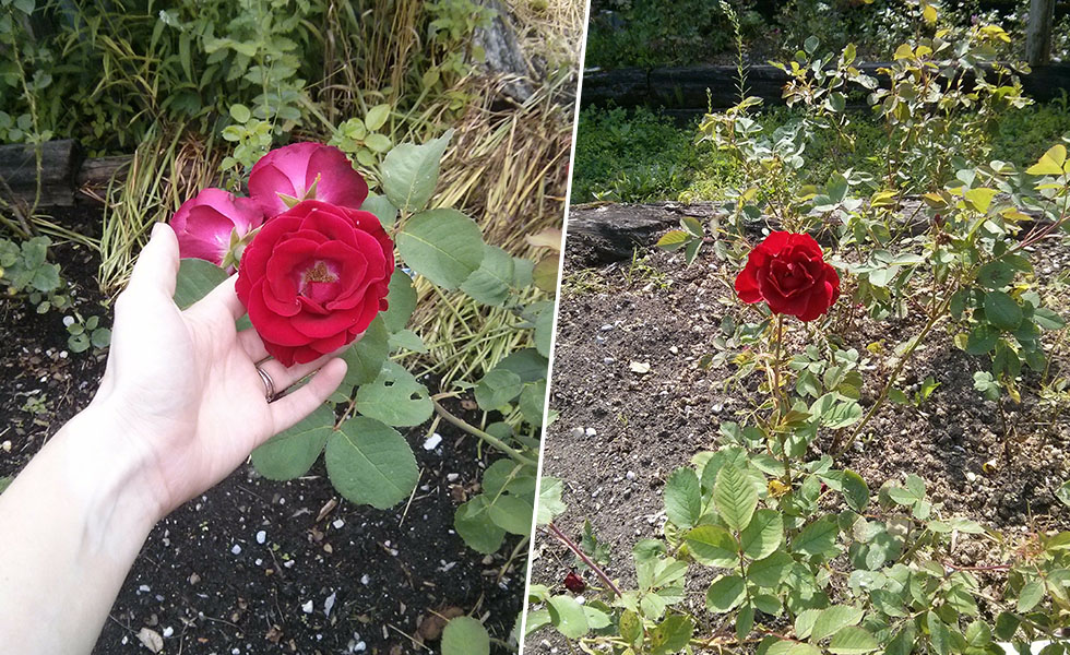 Left: Hand holding cluster of red rose blooms; Right: Single stemmed red rose growing in a garden